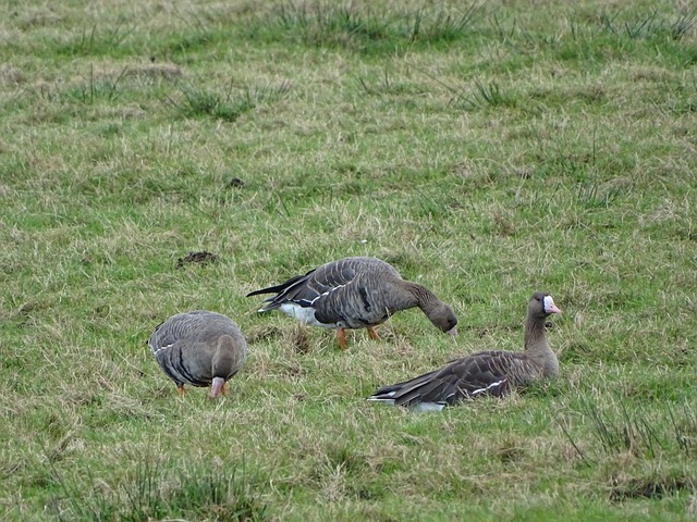 巴西10号 巴西10号